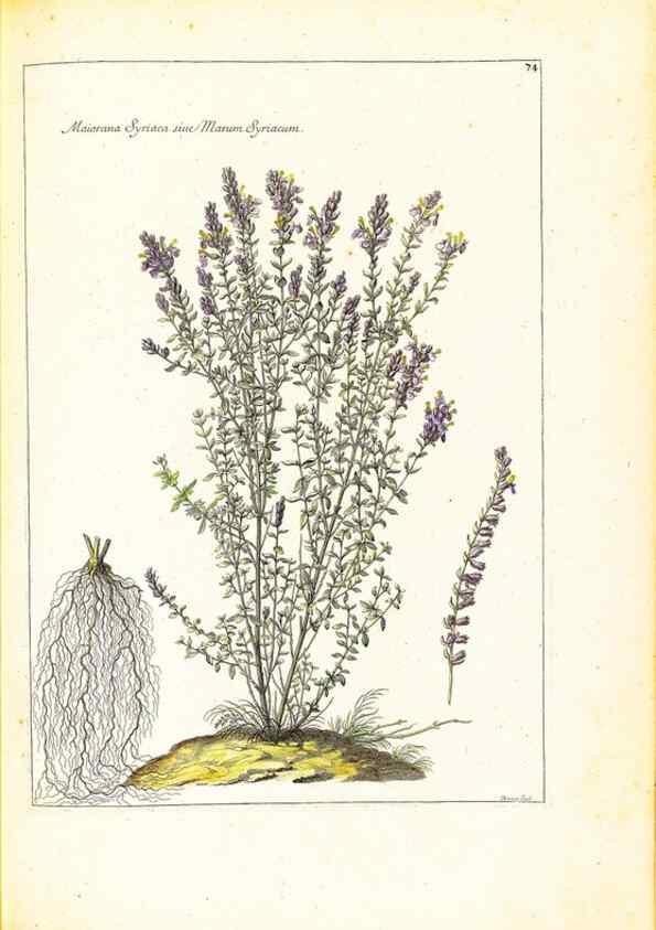 Reproducción/Reproduction 48584105596: [Recueil des plantes dessinées et gravées par ordre du roi Louis XIV].. Paris :Impr. royale,1786. 