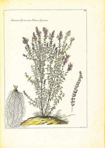 Reproducción/Reproduction 48584105596: [Recueil des plantes dessinées et gravées par ordre du roi Louis XIV].. Paris :Impr. royale,1786. 