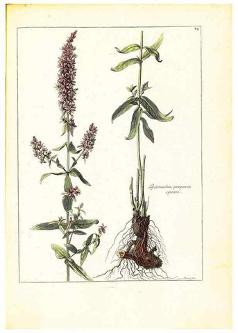 Reproducción/Reproduction 48584105011: [Recueil des plantes dessinées et gravées par ordre du roi Louis XIV].. Paris :Impr. royale,1786. 