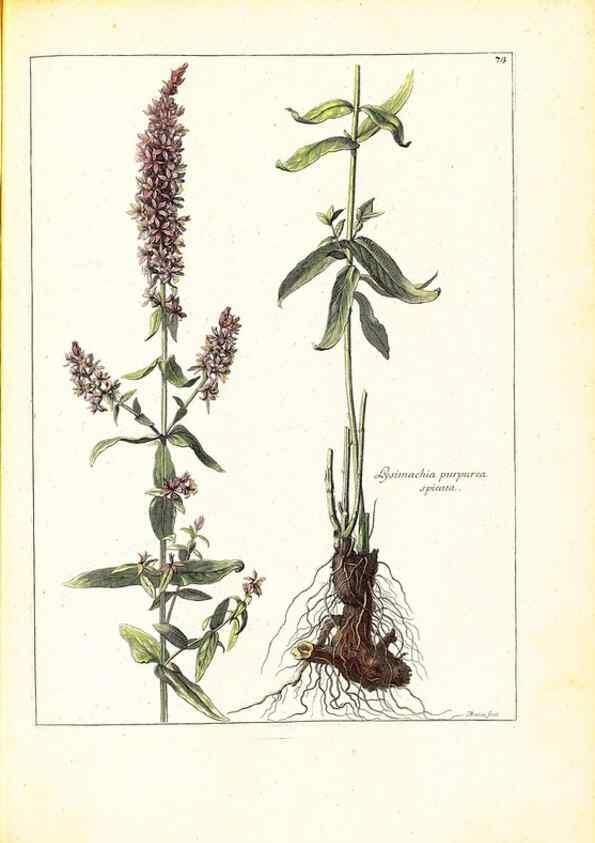 Reproducción/Reproduction 48584105011: [Recueil des plantes dessinées et gravées par ordre du roi Louis XIV].. Paris :Impr. royale,1786. 