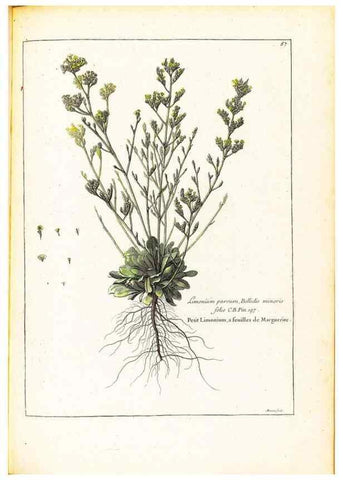Reproducción/Reproduction 48584244087: [Recueil des plantes dessinées et gravées par ordre du roi Louis XIV].. Paris :Impr. royale,1786. 