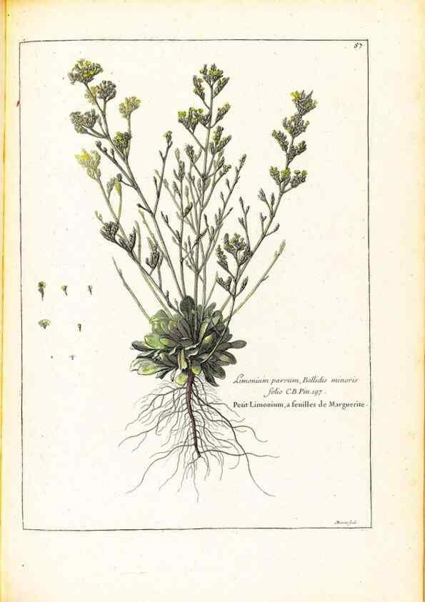 Reproducción/Reproduction 48584244087: [Recueil des plantes dessinées et gravées par ordre du roi Louis XIV].. Paris :Impr. royale,1786. 