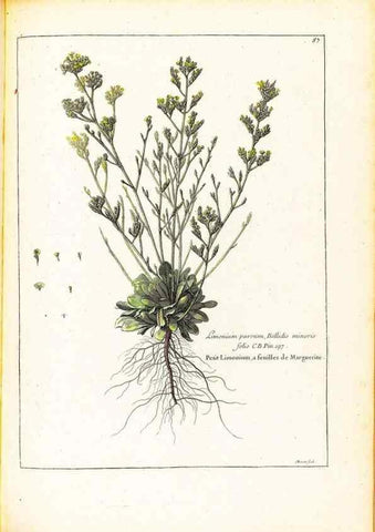 Reproducción/Reproduction 48584244087: [Recueil des plantes dessinées et gravées par ordre du roi Louis XIV].. Paris :Impr. royale,1786. 