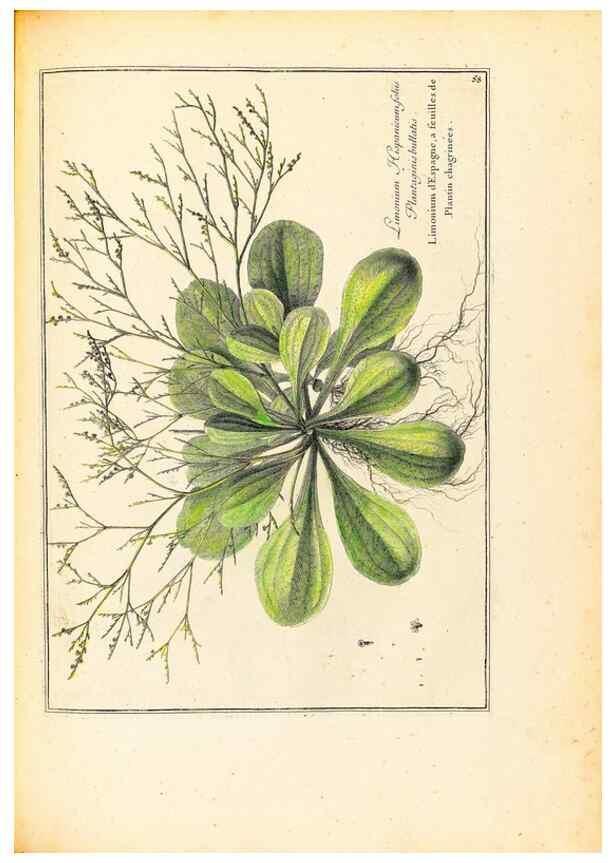 Reproducción/Reproduction 48584244782: [Recueil des plantes dessinées et gravées par ordre du roi Louis XIV].. Paris :Impr. royale,1786. 