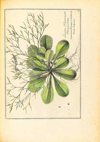 Reproducción/Reproduction 48584244782: [Recueil des plantes dessinées et gravées par ordre du roi Louis XIV].. Paris :Impr. royale,1786. 