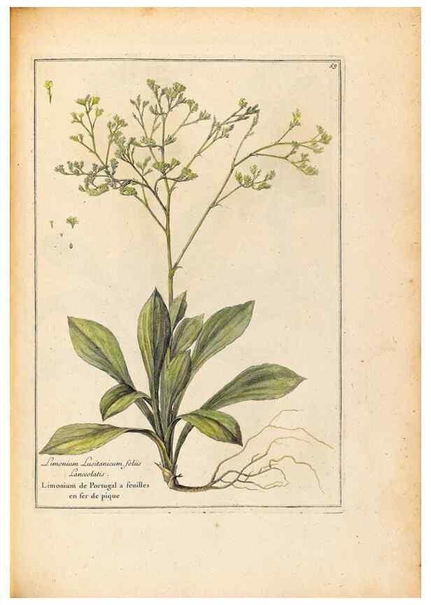 Reproducción/Reproduction 48584097756: [Recueil des plantes dessinées et gravées par ordre du roi Louis XIV].. Paris :Impr. royale,1786. 
