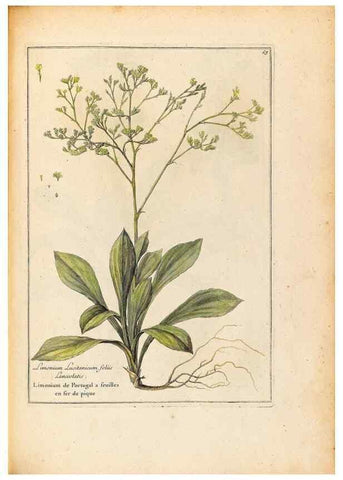 Reproducción/Reproduction 48584097756: [Recueil des plantes dessinées et gravées par ordre du roi Louis XIV].. Paris :Impr. royale,1786. 