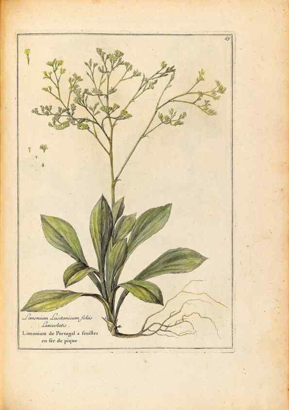 Reproducción/Reproduction 48584097756: [Recueil des plantes dessinées et gravées par ordre du roi Louis XIV].. Paris :Impr. royale,1786. 