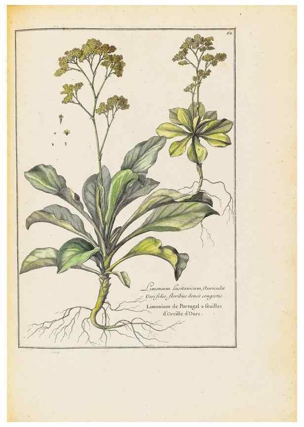 Reproducción/Reproduction 48584098411: [Recueil des plantes dessinées et gravées par ordre du roi Louis XIV].. Paris :Impr. royale,1786. 