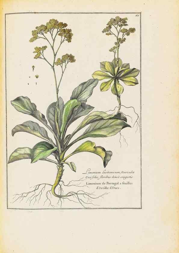 Reproducción/Reproduction 48584098411: [Recueil des plantes dessinées et gravées par ordre du roi Louis XIV].. Paris :Impr. royale,1786. 