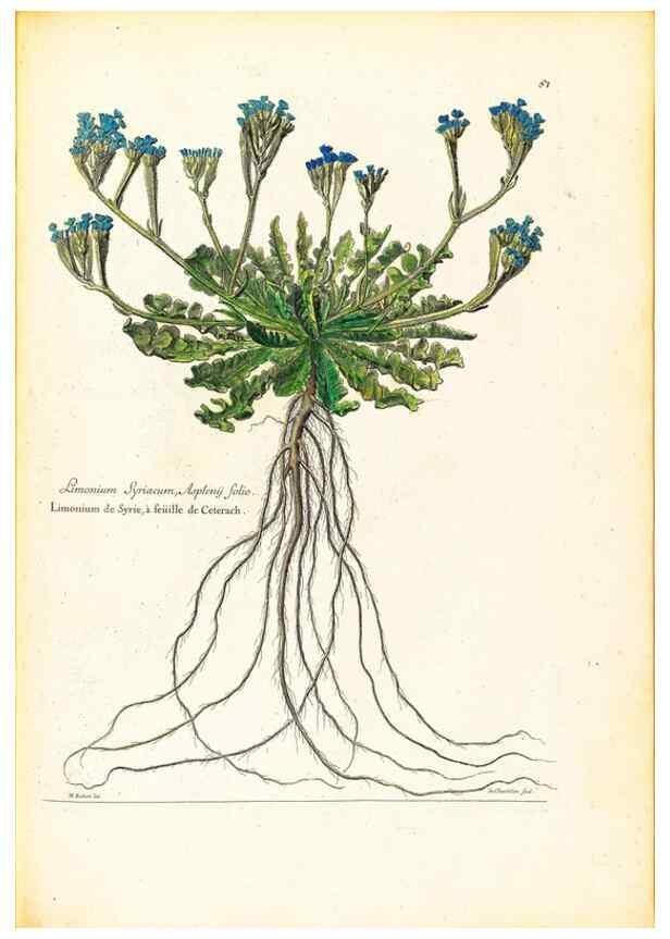 Reproducción/Reproduction 48584246572: [Recueil des plantes dessinées et gravées par ordre du roi Louis XIV].. Paris :Impr. royale,1786. 