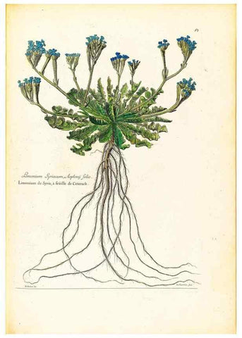 Reproducción/Reproduction 48584246572: [Recueil des plantes dessinées et gravées par ordre du roi Louis XIV].. Paris :Impr. royale,1786. 