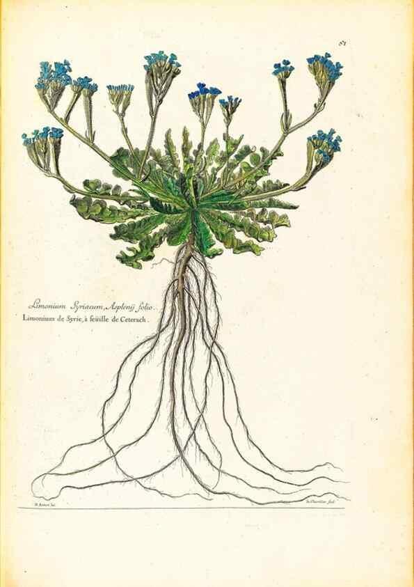 Reproducción/Reproduction 48584246572: [Recueil des plantes dessinées et gravées par ordre du roi Louis XIV].. Paris :Impr. royale,1786. 