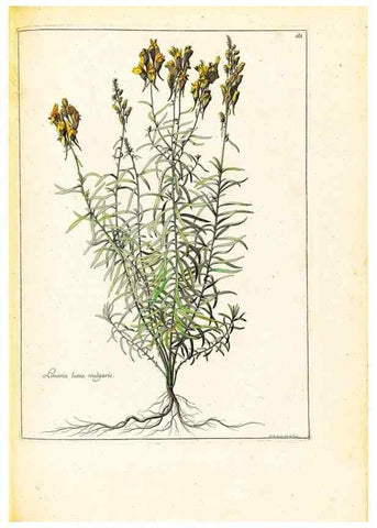 Reproducción/Reproduction 48584247077: [Recueil des plantes dessinées et gravées par ordre du roi Louis XIV].. Paris :Impr. royale,1786. 