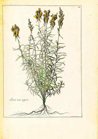 Reproducción/Reproduction 48584247077: [Recueil des plantes dessinées et gravées par ordre du roi Louis XIV].. Paris :Impr. royale,1786. 