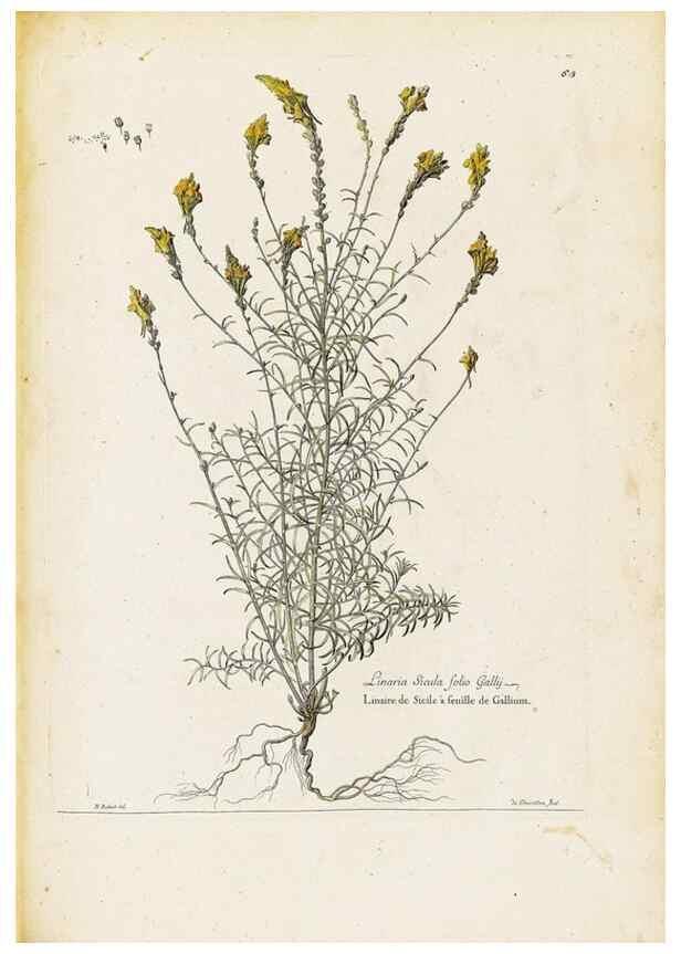 Reproducción/Reproduction 48584099936: [Recueil des plantes dessinées et gravées par ordre du roi Louis XIV].. Paris :Impr. royale,1786. 