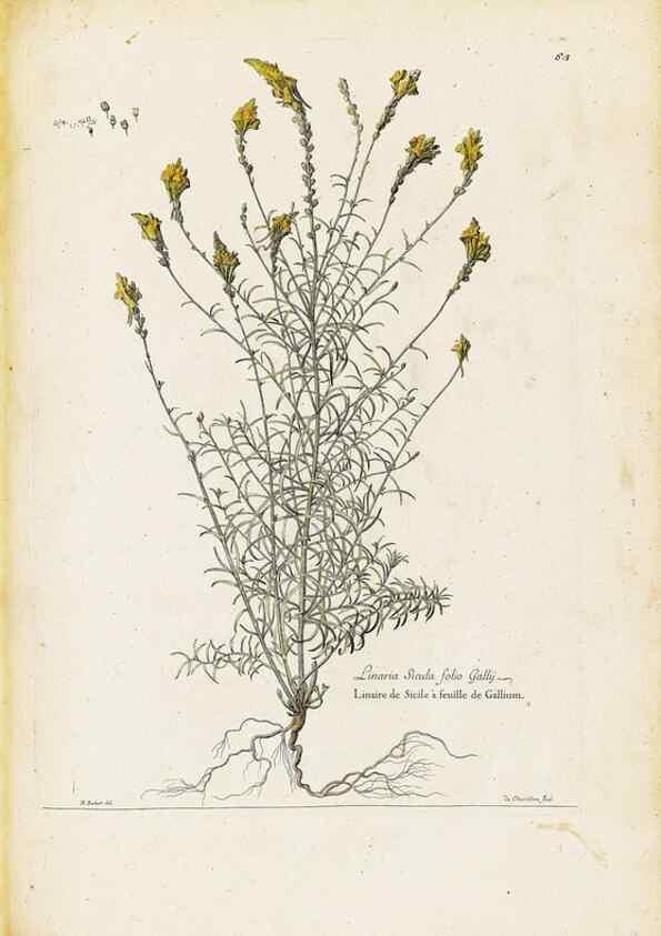 Reproducción/Reproduction 48584099936: [Recueil des plantes dessinées et gravées par ordre du roi Louis XIV].. Paris :Impr. royale,1786. 