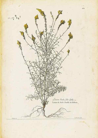 Reproducción/Reproduction 48584099936: [Recueil des plantes dessinées et gravées par ordre du roi Louis XIV].. Paris :Impr. royale,1786. 