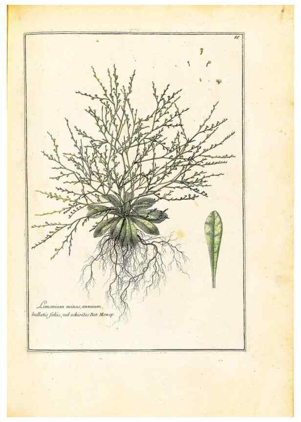 Reproducción/Reproduction 48584243257: [Recueil des plantes dessinées et gravées par ordre du roi Louis XIV].. Paris :Impr. royale,1786. 