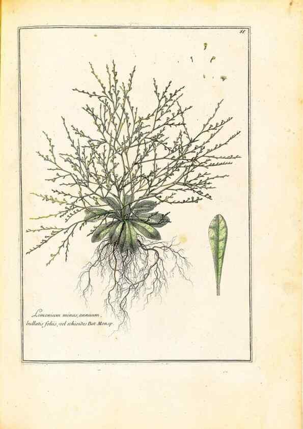 Reproducción/Reproduction 48584243257: [Recueil des plantes dessinées et gravées par ordre du roi Louis XIV].. Paris :Impr. royale,1786. 