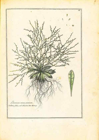 Reproducción/Reproduction 48584243257: [Recueil des plantes dessinées et gravées par ordre du roi Louis XIV].. Paris :Impr. royale,1786. 