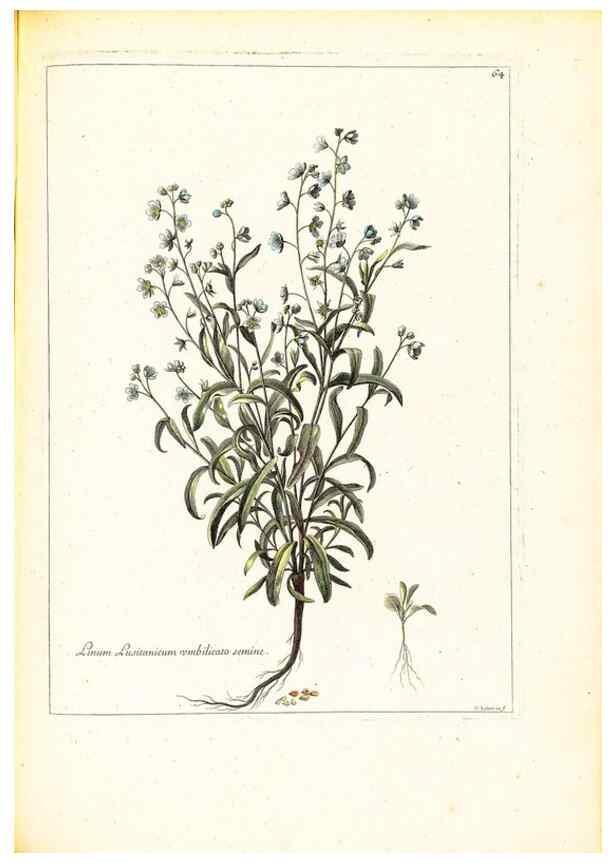 Reproducción/Reproduction 48584100576: [Recueil des plantes dessinées et gravées par ordre du roi Louis XIV].. Paris :Impr. royale,1786. 