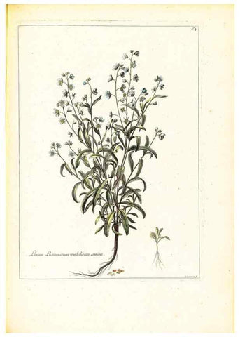 Reproducción/Reproduction 48584100576: [Recueil des plantes dessinées et gravées par ordre du roi Louis XIV].. Paris :Impr. royale,1786. 