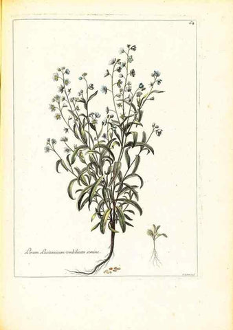 Reproducción/Reproduction 48584100576: [Recueil des plantes dessinées et gravées par ordre du roi Louis XIV].. Paris :Impr. royale,1786. 