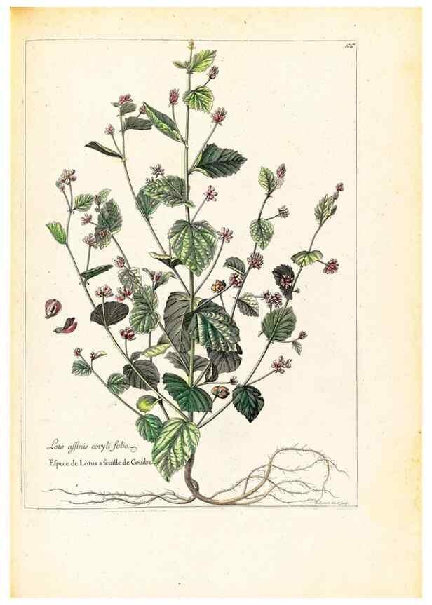 Reproducción/Reproduction 48584249167: [Recueil des plantes dessinées et gravées par ordre du roi Louis XIV].. Paris :Impr. royale,1786. 