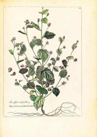 Reproducción/Reproduction 48584249167: [Recueil des plantes dessinées et gravées par ordre du roi Louis XIV].. Paris :Impr. royale,1786. 
