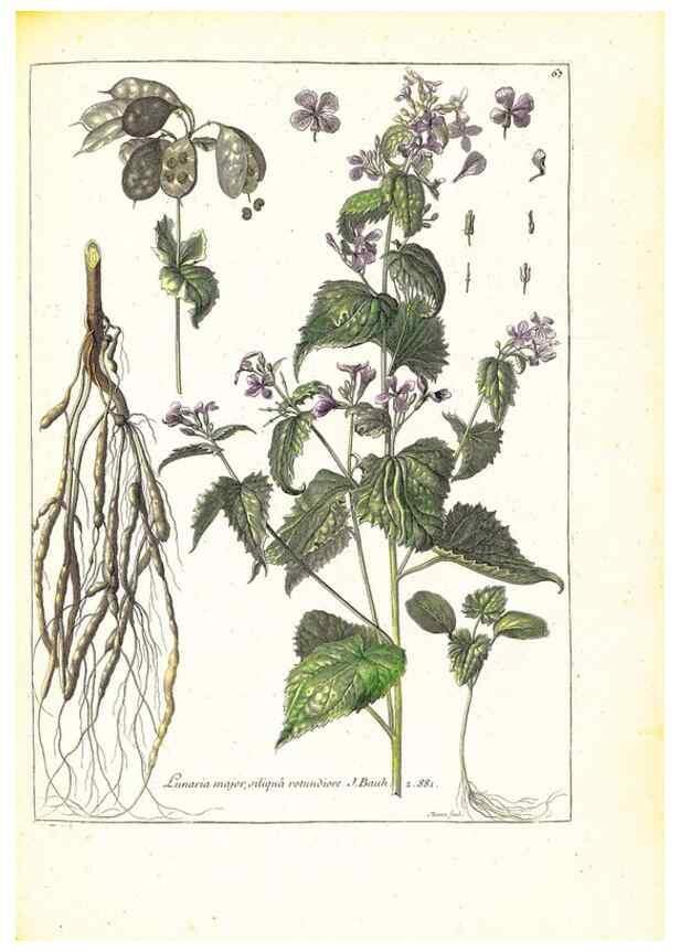 Reproducción/Reproduction 48584249702: [Recueil des plantes dessinées et gravées par ordre du roi Louis XIV].. Paris :Impr. royale,1786. 
