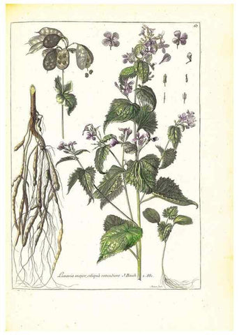 Reproducción/Reproduction 48584249702: [Recueil des plantes dessinées et gravées par ordre du roi Louis XIV].. Paris :Impr. royale,1786. 