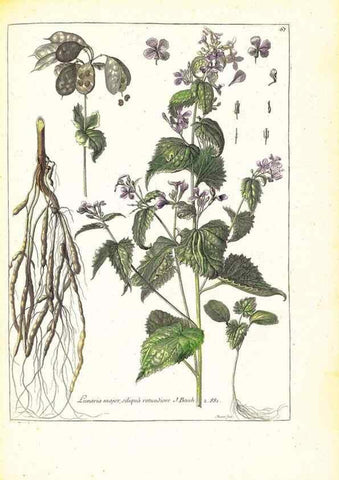 Reproducción/Reproduction 48584249702: [Recueil des plantes dessinées et gravées par ordre du roi Louis XIV].. Paris :Impr. royale,1786. 