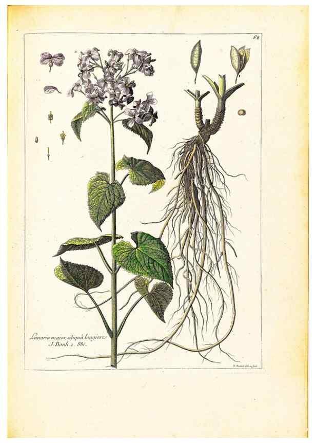 Reproducción/Reproduction 48584250092: [Recueil des plantes dessinées et gravées par ordre du roi Louis XIV].. Paris :Impr. royale,1786. 