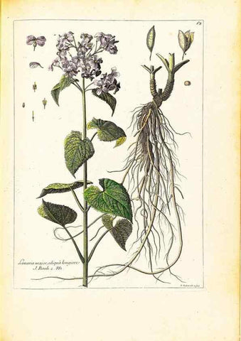 Reproducción/Reproduction 48584250092: [Recueil des plantes dessinées et gravées par ordre du roi Louis XIV].. Paris :Impr. royale,1786. 