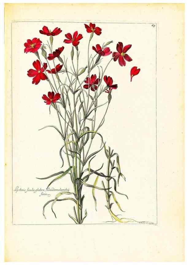 Reproducción/Reproduction 48584250577: [Recueil des plantes dessinées et gravées par ordre du roi Louis XIV].. Paris :Impr. royale,1786. 