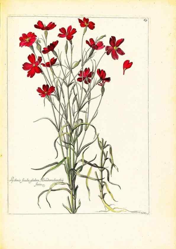 Reproducción/Reproduction 48584250577: [Recueil des plantes dessinées et gravées par ordre du roi Louis XIV].. Paris :Impr. royale,1786. 