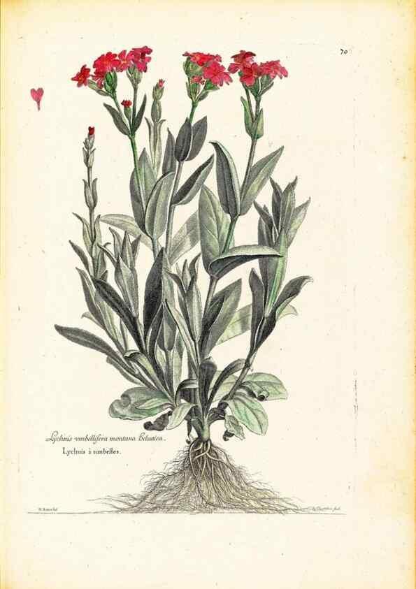 Reproducción/Reproduction 48584103726: [Recueil des plantes dessinées et gravées par ordre du roi Louis XIV].. Paris :Impr. royale,1786. 