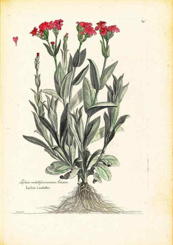Reproducción/Reproduction 48584103726: [Recueil des plantes dessinées et gravées par ordre du roi Louis XIV].. Paris :Impr. royale,1786. 