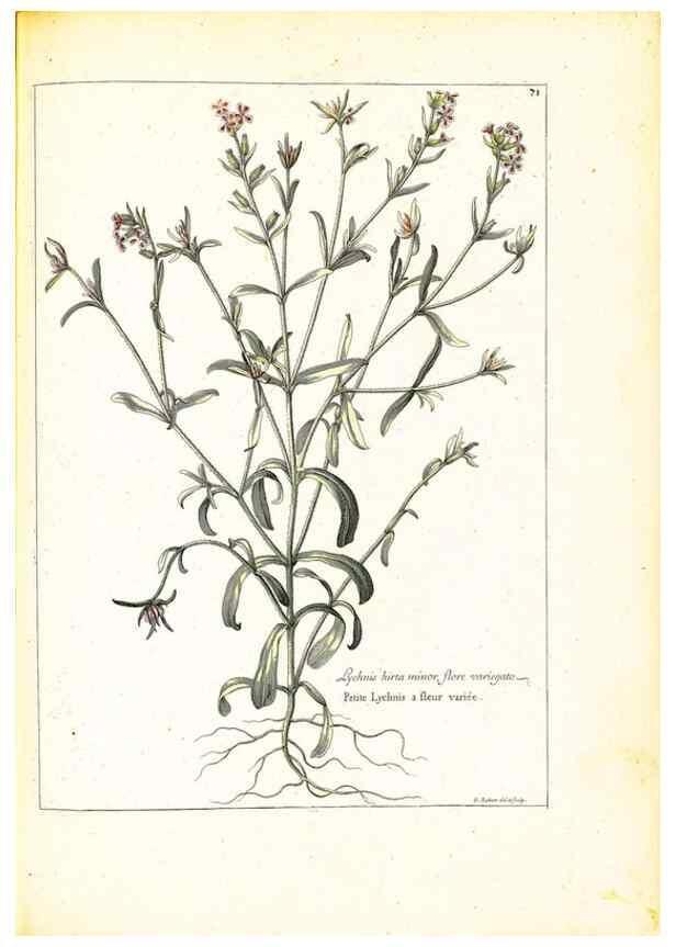 Reproducción/Reproduction 48584104201: [Recueil des plantes dessinées et gravées par ordre du roi Louis XIV].. Paris :Impr. royale,1786. 