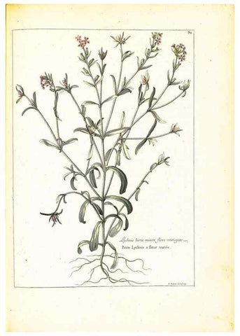 Reproducción/Reproduction 48584104201: [Recueil des plantes dessinées et gravées par ordre du roi Louis XIV].. Paris :Impr. royale,1786. 