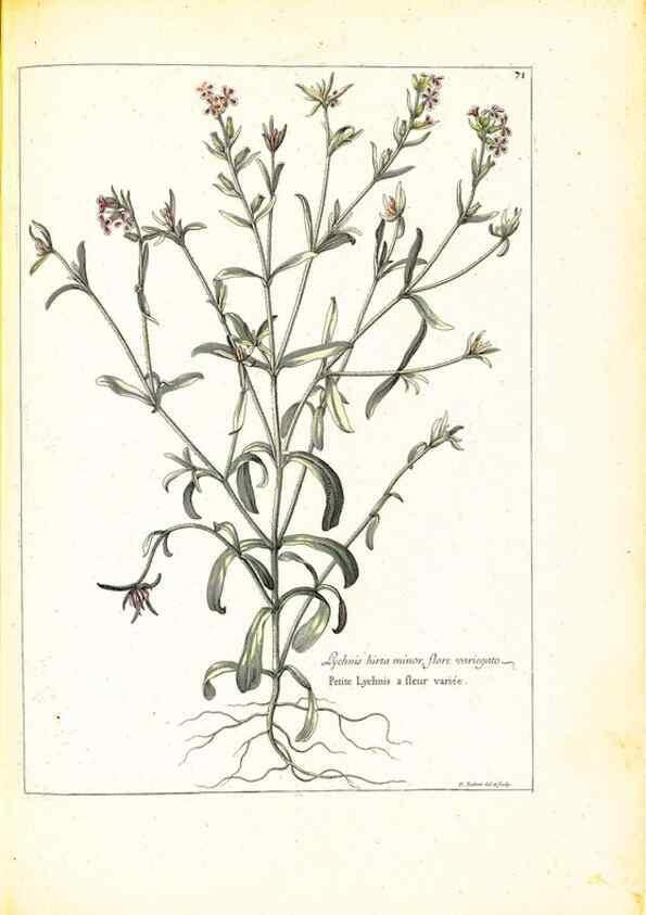 Reproducción/Reproduction 48584104201: [Recueil des plantes dessinées et gravées par ordre du roi Louis XIV].. Paris :Impr. royale,1786. 