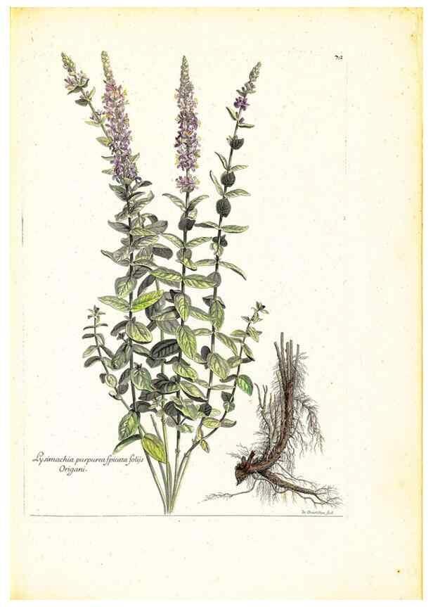 Reproducción/Reproduction 48584104611: [Recueil des plantes dessinées et gravées par ordre du roi Louis XIV].. Paris :Impr. royale,1786. 
