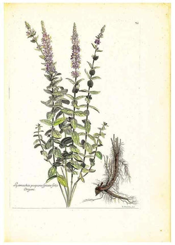 Reproducción/Reproduction 48584104611: [Recueil des plantes dessinées et gravées par ordre du roi Louis XIV].. Paris :Impr. royale,1786. 