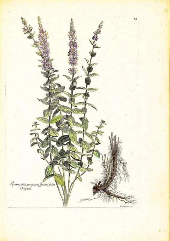 Reproducción/Reproduction 48584104611: [Recueil des plantes dessinées et gravées par ordre du roi Louis XIV].. Paris :Impr. royale,1786. 