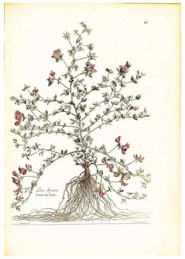 Reproducción/Reproduction 48584101151: [Recueil des plantes dessinées et gravées par ordre du roi Louis XIV].. Paris :Impr. royale,1786. 