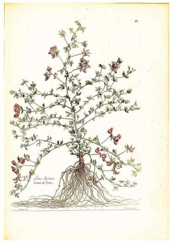 Reproducción/Reproduction 48584101151: [Recueil des plantes dessinées et gravées par ordre du roi Louis XIV].. Paris :Impr. royale,1786. 