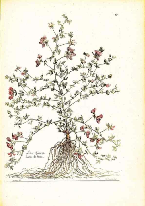 Reproducción/Reproduction 48584101151: [Recueil des plantes dessinées et gravées par ordre du roi Louis XIV].. Paris :Impr. royale,1786. 