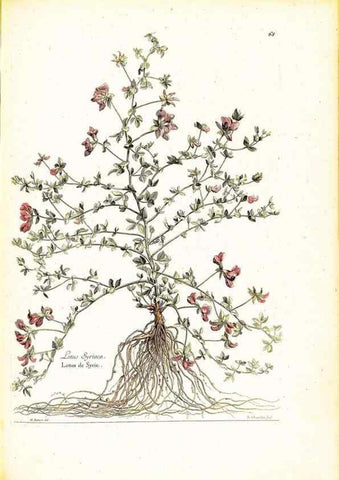 Reproducción/Reproduction 48584101151: [Recueil des plantes dessinées et gravées par ordre du roi Louis XIV].. Paris :Impr. royale,1786. 