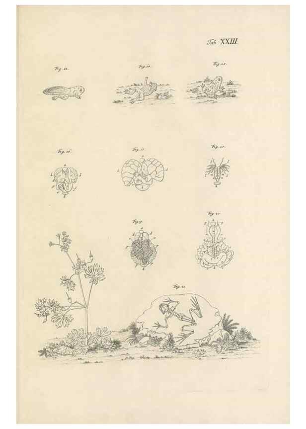 Reproducción/Reproduction 48519437336: Historia naturalis ranarum nostratium :. Nürnberg :gedrucht bey Johann Joseph Fleischmann,1758.. 